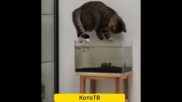 😂😂😂НОВАЯ ВИДЕОПОДБОРКА С КОШКАМИ😂😂😂
