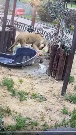 Шерхан на водопое 11.07.2025