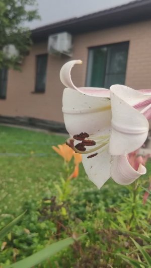 Лилии, розы и коты