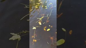 Ставим верши на линя