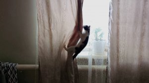 Котёнок-лазальщик. Котёнок лазает везде и всюду.