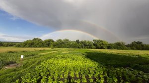 Влог 28.06- 08.07/Наши сельские будни/ Заметки юного блогера