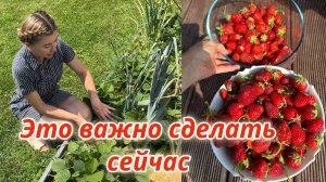 Важный уход за клубникой В ИЮЛЕ после сбора урожая