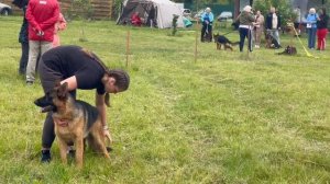 ПОДРОСТКИ КОБЕЛИ / КЧК КУРСК 28 июня`25 Е.Никитина Моно немецких овчарок