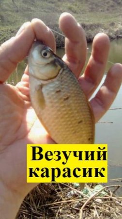 🔥ВЕЗУЧИЙ КАРАСЬ-УШОЛ ДОМОЙ🔥на Волге!!