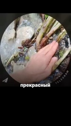 🌿 Чистит кровь. Снимает воспаление и боль. Помогает даже при онкологии.