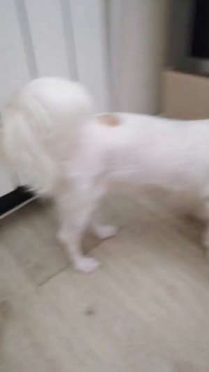 Наша собачка сошла с ума, серия 1