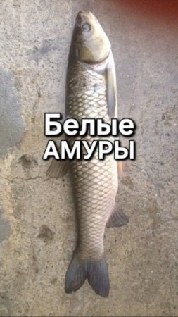 🔥Жырные БЕЛЫЕ АМУРЫ🔥Рыба на релаксе!!!