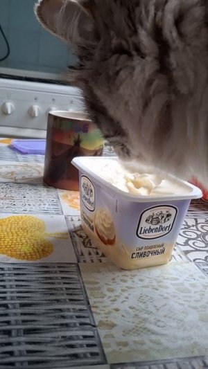 котпотребнадзор