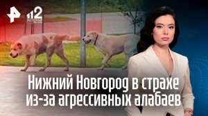 Нападают на людей: агрессивные алабаи терроризируют жителей Нижнего Новгорода