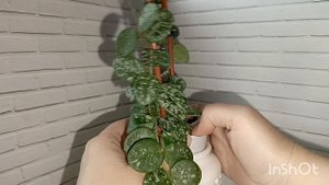 Хойи Матильда и Партифлора сплеш. Мои выводы по составу грунта для хой