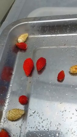 Немного земляники