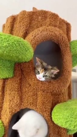 #юмор #прикол #приколы #угар #ржака #ржач #смех #смешно #кот #котики #животные #милота #весело #яппи