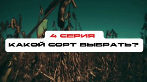Соя с нуля. 4 серия. Какой сорт выбрать?