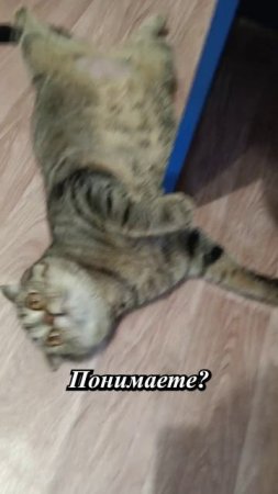 😏У КОГО ТАКОЙ ЖЕ ДАР?💥😏😹🥺#cat #кот #юмор #приколы #сезонконтентаRUTUBE