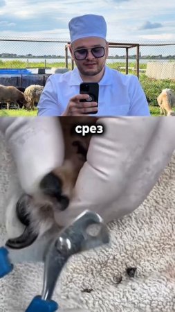 Как правильно стричь когти часть 2