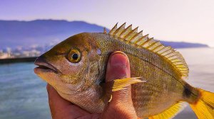 Ялта. Первый выход на Зубаря. ИЩУ ВОДОРОСЛИ. А также ловим  достойного карася (Ласкирь)