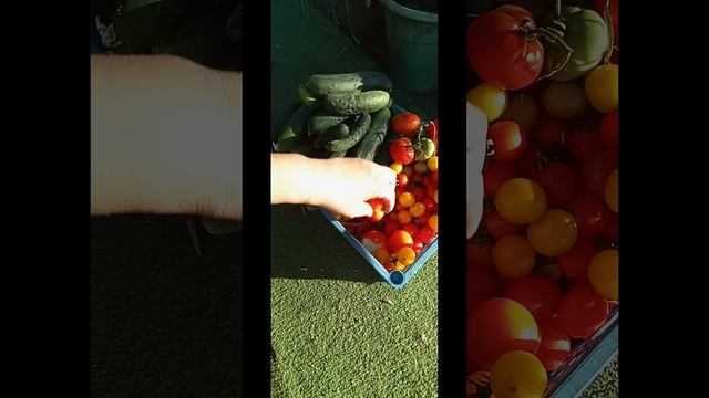 своё всегда вкуснее. Португалия.