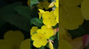 Солнечные цветы ( 11 июля)