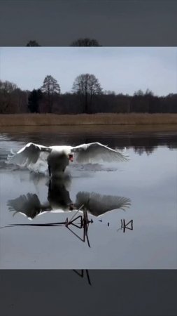 ХИХИ 142