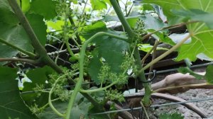 Новинка от Калугина с гигантскими соцветиями на прививке!!!🍇🍇🍇 Telegram, WhatsApp +79528500417.