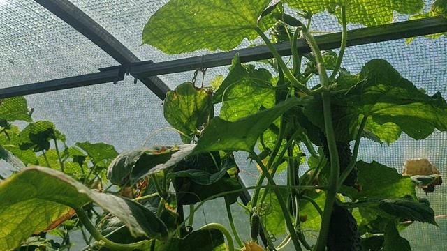 ОГУРЦЫ  И ТЕПЛИЦА НА МАКУШКУ ЛЕТА ! смотреть онлайн