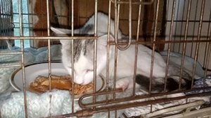 После операции. 
Прошло 12 часов голода  
Кушает,милый