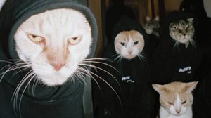 Приготовьтесь к взрыву милоты и угара! 😹