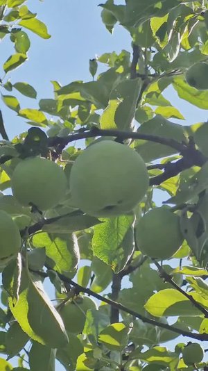 Продается добротный дом для круглогодичного проживания и земельный участок в СНТ «Благовещенье».