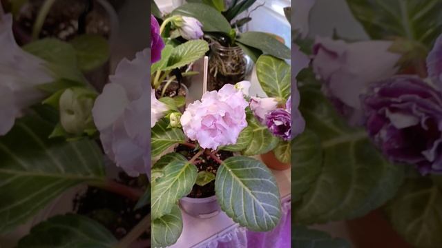 красота глоксиний 😍😍🥰🥰💕💕💕продолжаем цвести 🤗
