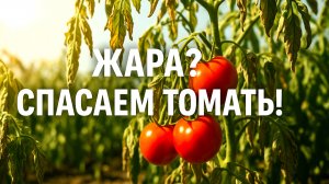 Полив и подкормка в жару: что нужно томатам, чтобы дать максимум урожая!