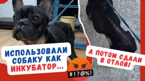 Где предел жестокости?!