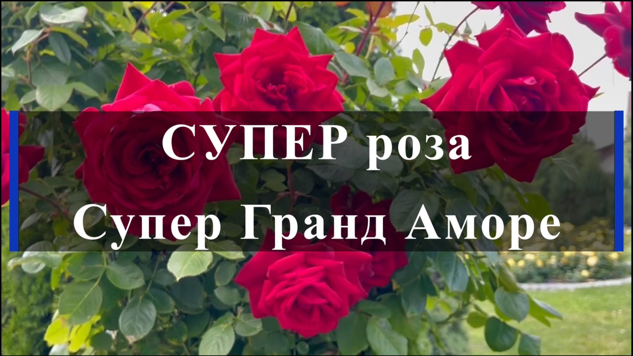СУПЕР роза Супер Гранд Аморе
