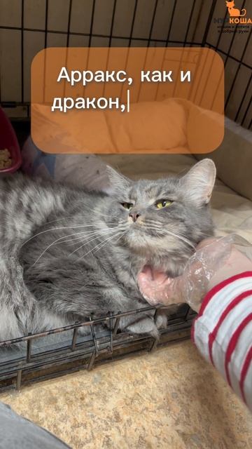 Арракс (уже дома)