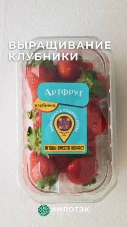 Выращивание клубники в ягодных туннелях