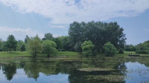 Парк Южное Бутово. Черневские пруды. Кубышки. Лилии. Воробушки купаются. Июль 2025