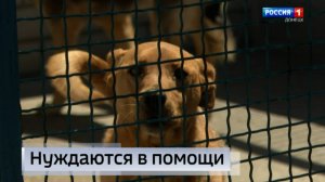 Нелегко жару переживают не только люди, но и животные