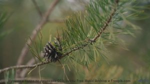 Это видео изменит ваш день! - Poisson -- God is gay -- Tourne pour rien