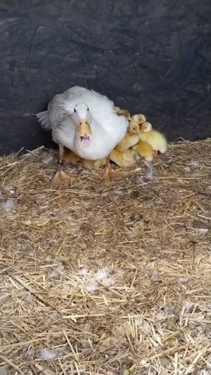 Индийский бегунок мама-утка