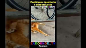 Животные приколы и не только