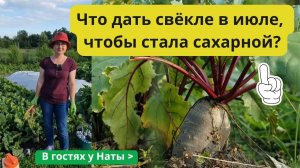 Не упустите шанс! Подкормка свеклы и моркови в июле