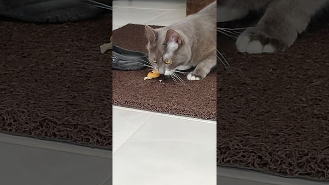 Лучшее лакомство для кошки это сушки.