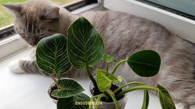 комнатные растения: ИЗЛИШКИ 🪴🪴🪴🪴🪴🪴🪴🪴🪴🪴🪴🪴🪴🪴🪴🪴🪴🪴🪴🪴🪴🪴🪴🪴🪴🪴