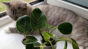 комнатные растения: ИЗЛИШКИ 🪴🪴🪴🪴🪴🪴🪴🪴🪴🪴🪴🪴🪴🪴🪴🪴🪴🪴🪴🪴🪴🪴🪴🪴🪴🪴