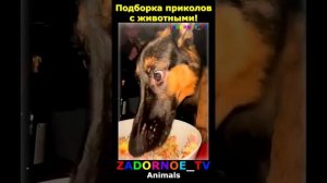 Животные приколы и не только