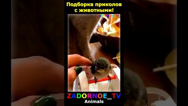 Животные приколы и не только