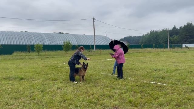 ПОДРОСТКИ СУКИ ДШ / КЧК КУРСК 28 июня`25 Е.Никитина Моно немецких овчарок