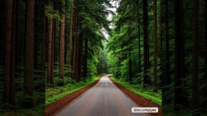 РУССКИЙ ПОДОРОЖНИК