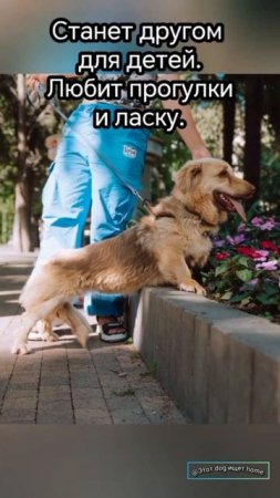 Мини- Милота
