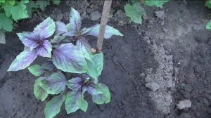 Базилики  ФИОЛЕТОВЫЙ и АНИСОВЫЙ АРОМАТ